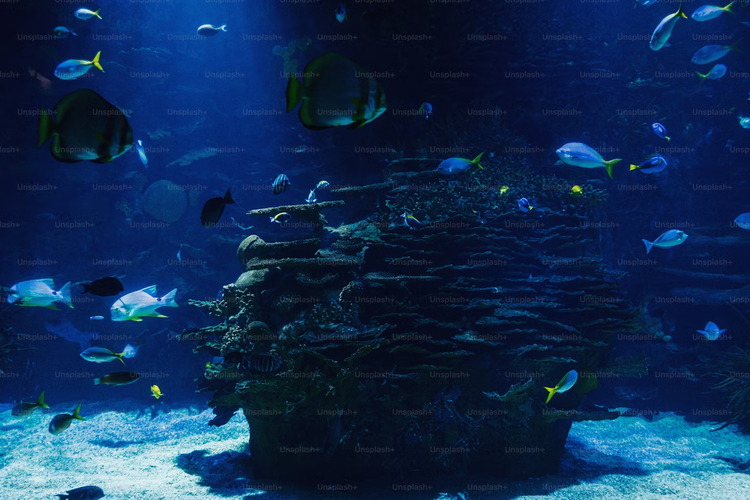 Dubai Aquarium & Zoo